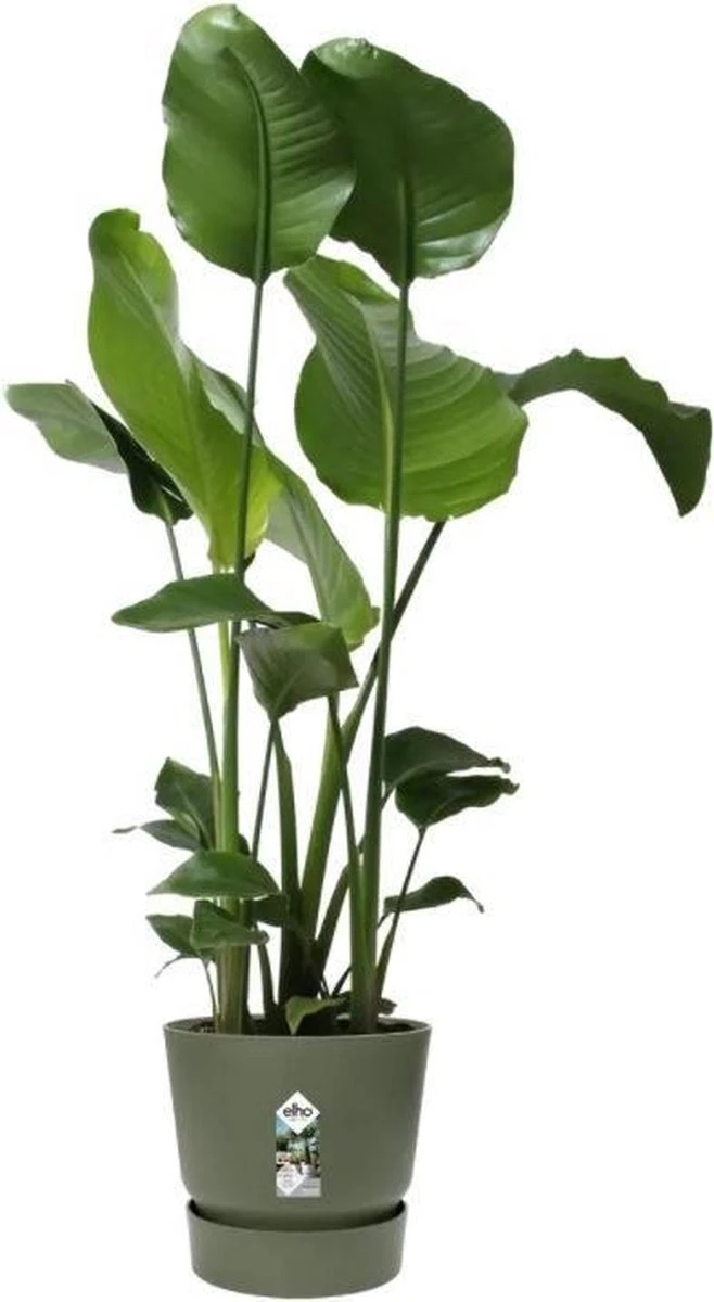 Elho Greenville Rond 30 - Grote Bloempot Voor Buiten - Gemaakt Van Gereycled Plastic - Ø 29.5 X H 27.8 Cm - Blad Groen - Afbeelding 2