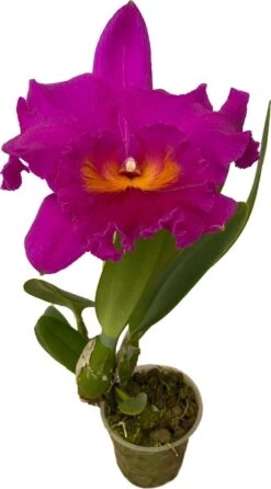Cattleya Rlc. Pink Empress - Orchidee