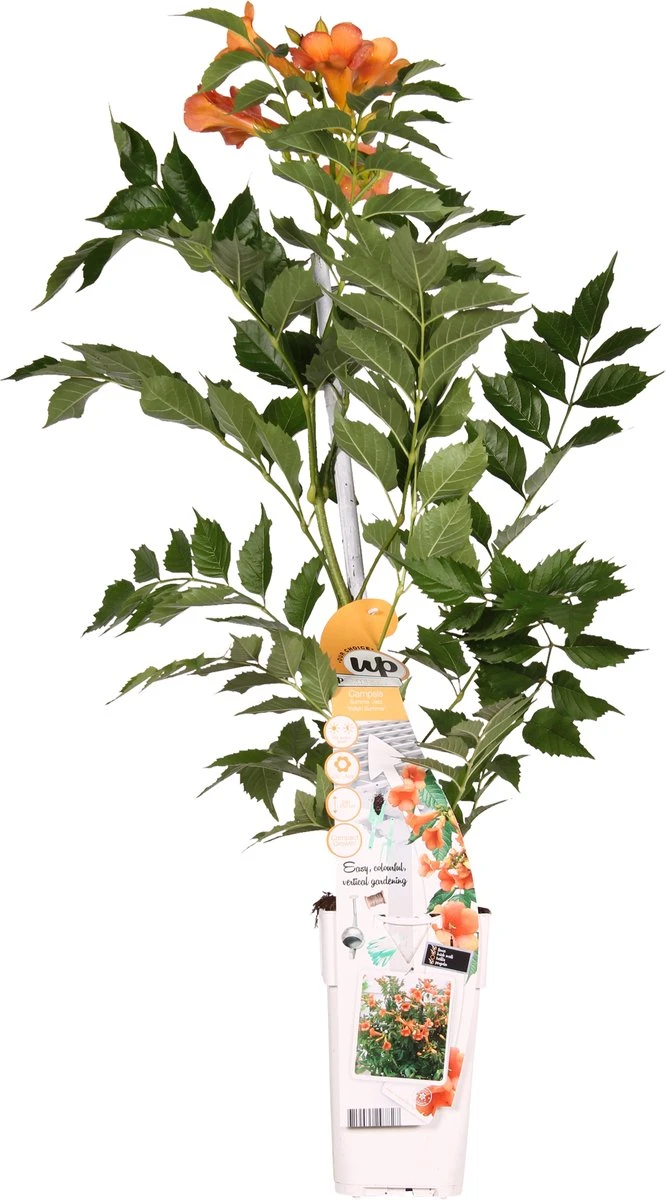 Campsis 'Indian Summer' - ↨65cm - Ø15