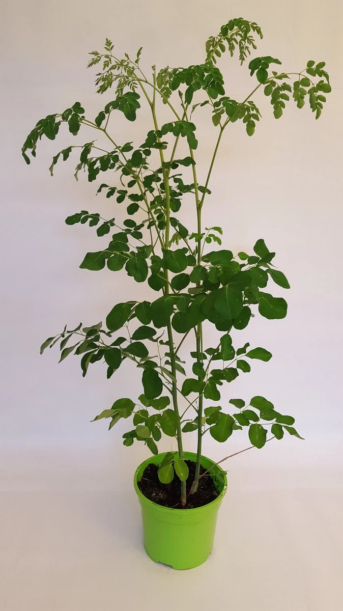 Moringa Oleifera Zaden - Zelf Moringa Oleifera Kweken - Moringa's Finest - Afbeelding 4