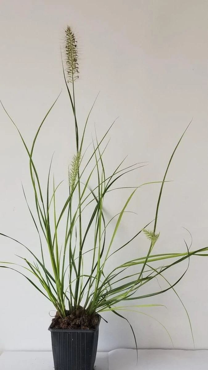 6x Pennisetum Hameln Lampenpoetsersgras In 9x9cm Pot - Afbeelding 3