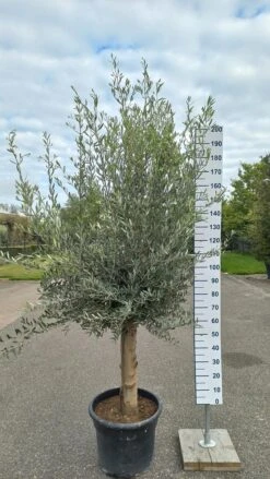 Olijfboom 200 Cm Hoog - Oude Olijfboom - Olea Europea