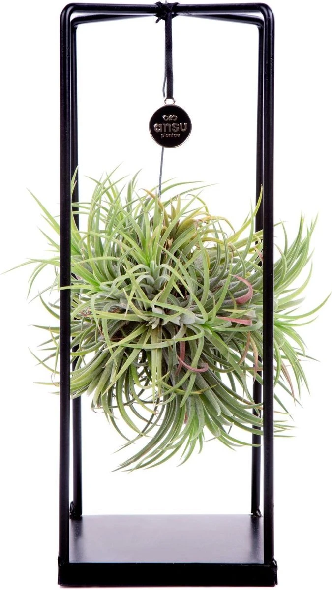 Deco Frame Met Airplant Tillandsia(S)