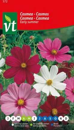 Cosmea Early Summer Een Zomer Vol Bloemen.