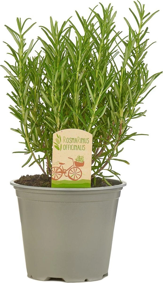 Mix Van 6 Italiaanse Kruidenplanten / The Herbs Family