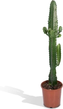 Euphorbia Acrurensis - Cactus - 50cm