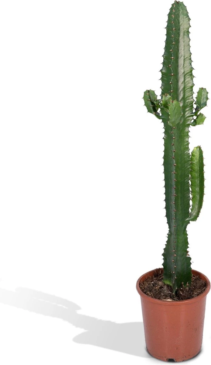 Euphorbia Acrurensis - Cactus - 50cm