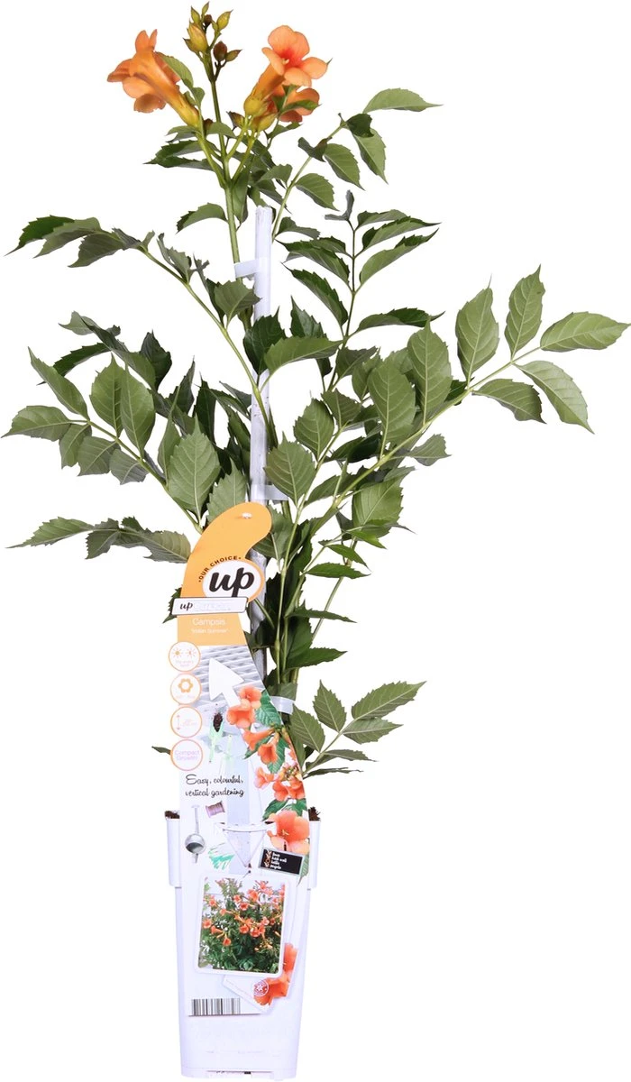 Campsis 'Indian Summer' - ↨65cm - Ø15 - Afbeelding 2