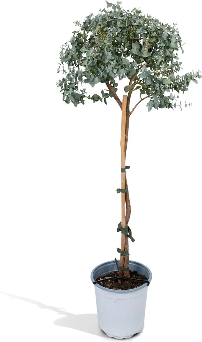 Eucalyptus Op Stam - 80cm - Ø17