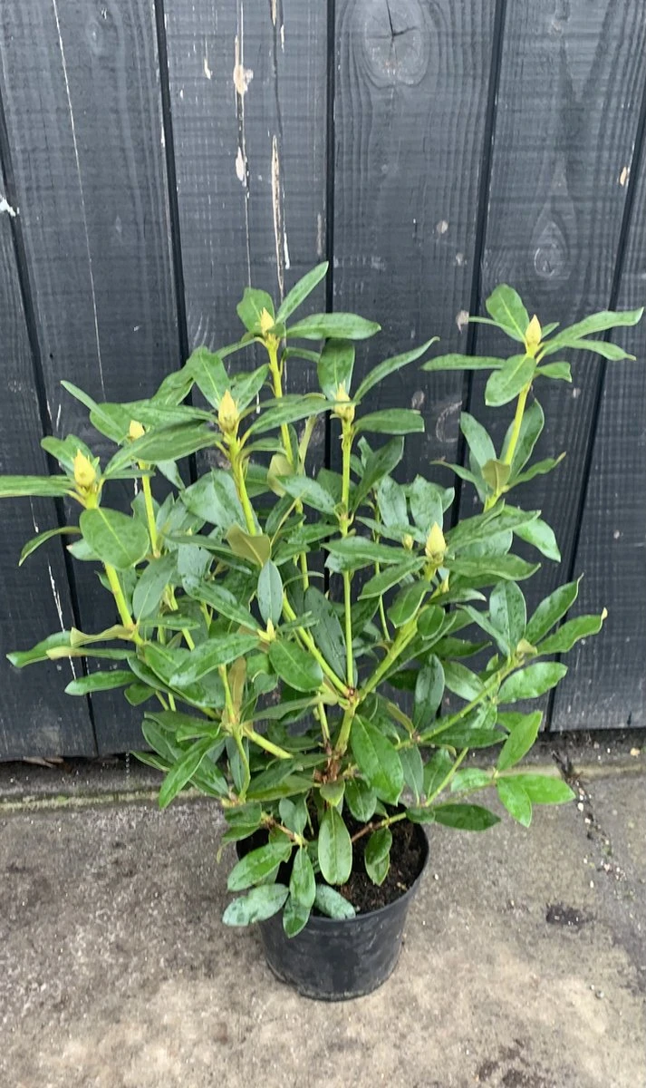 Rhododendron Box - 40 Stuks - Wit - 40/60 Cm Hoog - Incl. 8 Zakken Tuinturf 50L - Rhododendron 'cunningham's White' - - Afbeelding 4