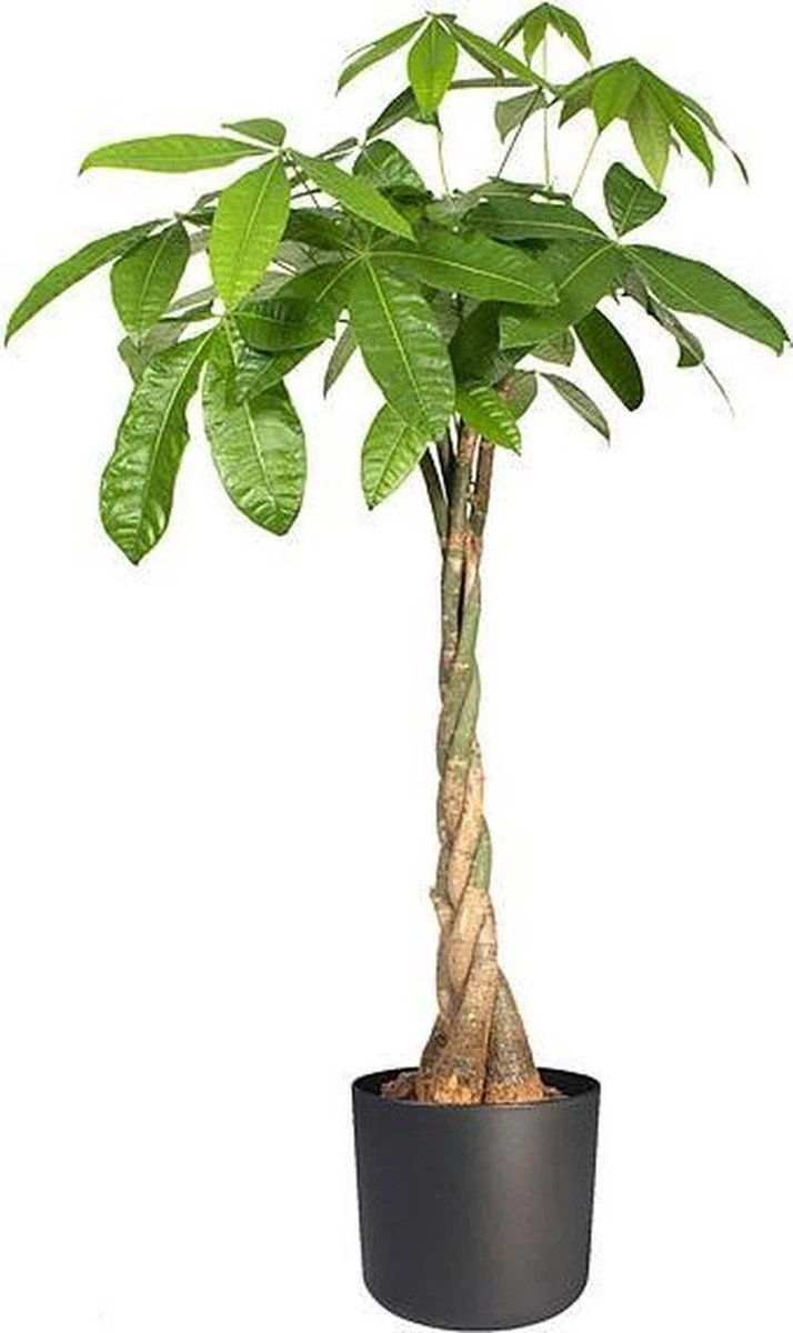 Elho B.for Soft Rond 25 - Bloempot Voor Binnen - Ø 24.7 X H 23.3 Cm - Antraciet - Afbeelding 4