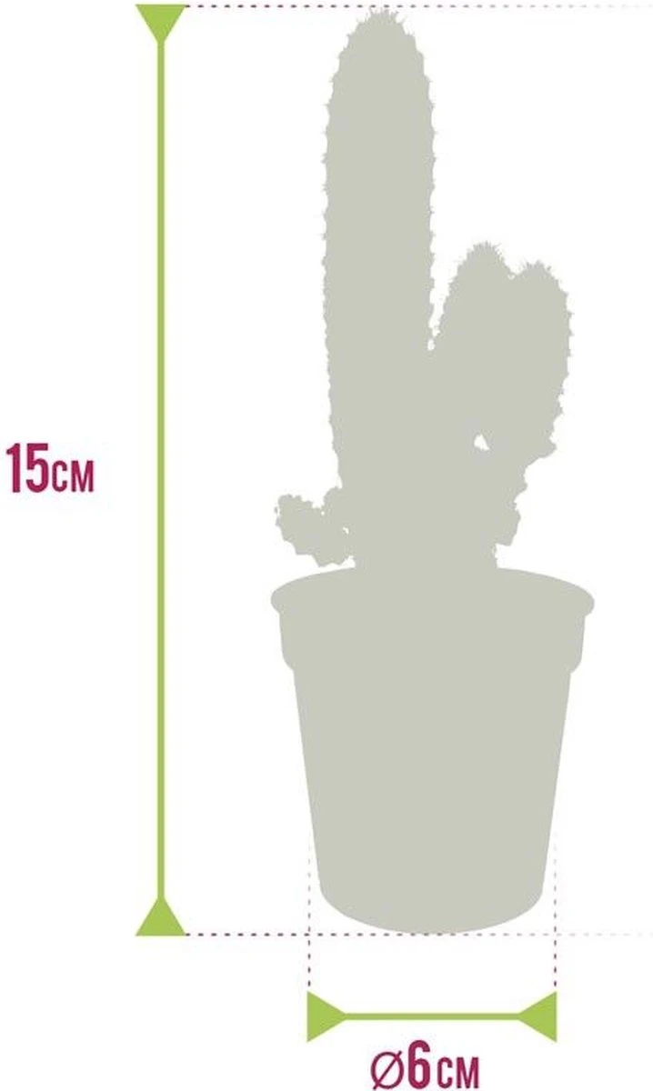 Ecoworld Mini Cactussen - 5 Stuks - Ø 6 Cm - Hoogte 8-15 Cm - Afbeelding 3