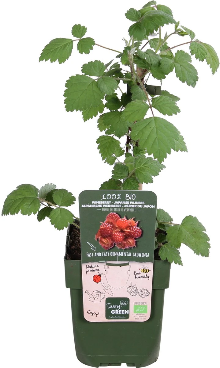 Merkloos Rubus Phoenicolasius - Japanse Wijnbes - BIO Fruitplant - Afbeelding 2
