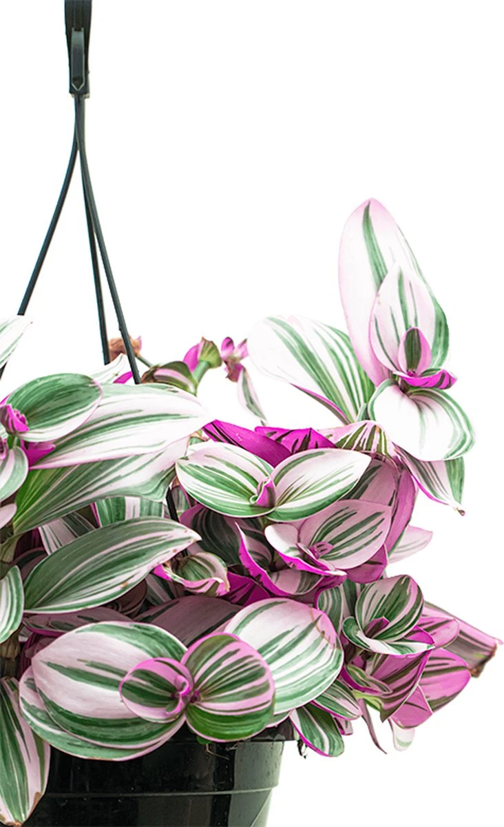 Tradescantia Albiflora Nanouk | Vaderplant - Afbeelding 2