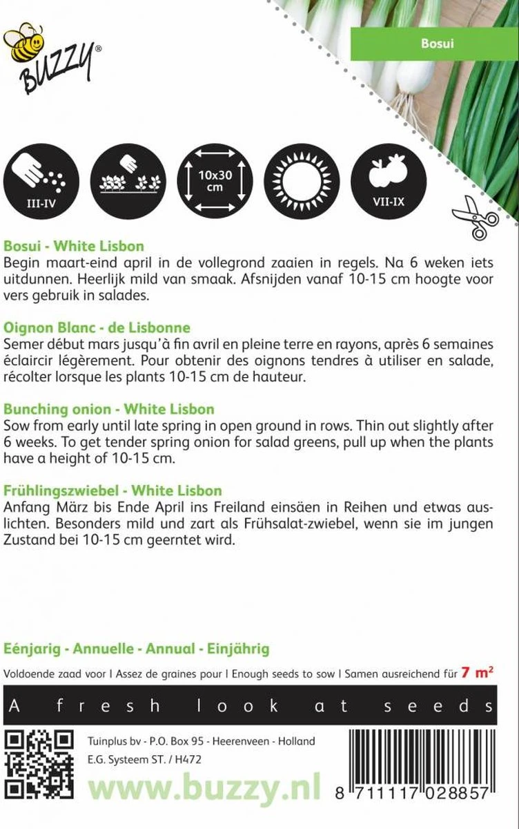 Buzzy Zaden - Bosuien White Lisbon (Allium) - Afbeelding 3