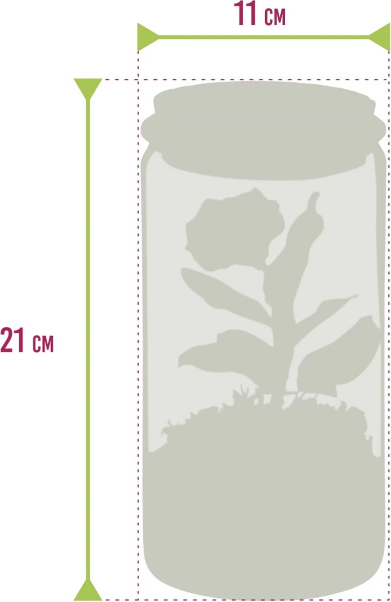 Ecosysteem Plant Met Lamp -Ecoworld Weck Glas Met Lamp + 1 Mini Bonsai Ficus Ginseng - Ø10,5 Cm - Hoogte 21 Cm - Afbeelding 4