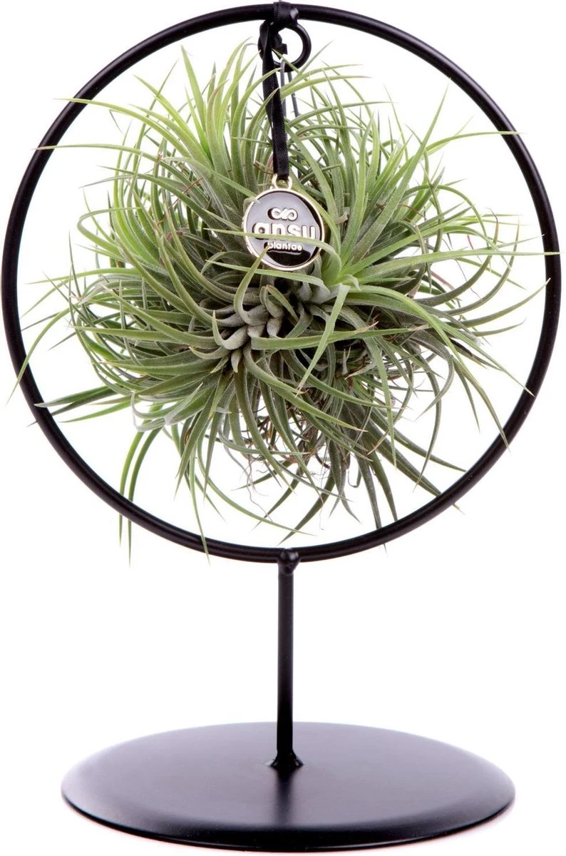 Deco Frame Rond Met Tillandsia Airplant Bol (S)