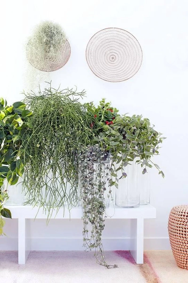 Fleurdirect - Scindapsus - 45 Cm - Ø 15 - 1 Stuks - Afbeelding 5