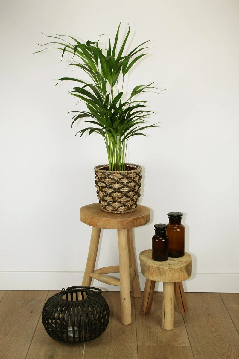 Areca In Siermand Guusje Naturel – Luchtzuiverende Kamerplant – Eenvoudig Te Onderhouden Goudpalm - ↕55-70cm - Ø18 – Geleverd Met Plantenpot – Vers Uit De Kwekerij - Afbeelding 7
