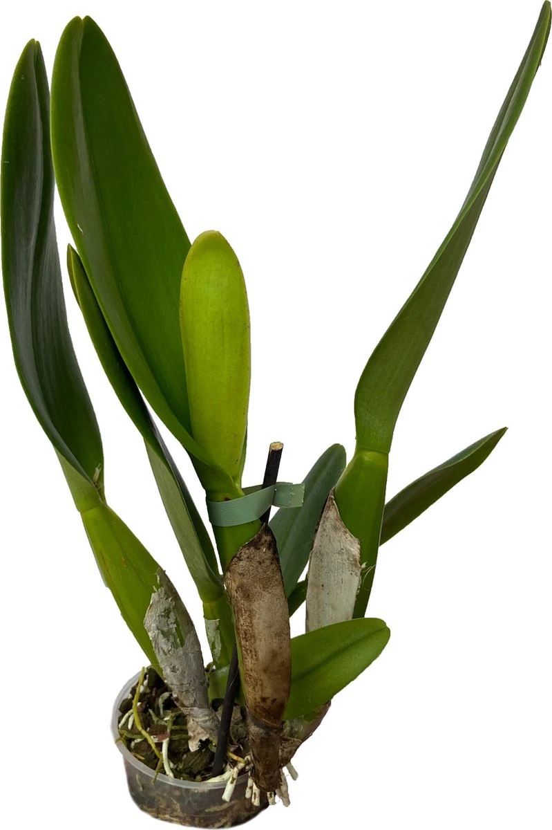 Cattleya Rlc. Pink Empress - Orchidee - Afbeelding 2