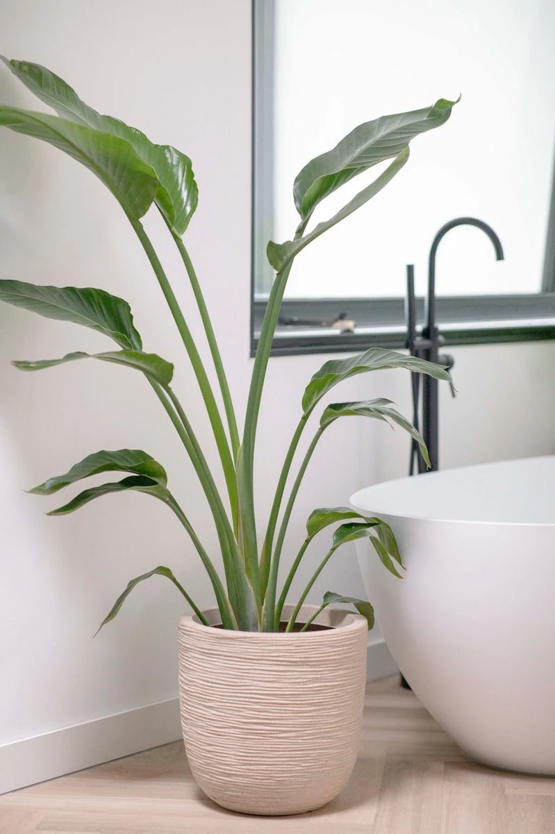 Capi Europe - Bloempot Bol Waste Rib NL - 35x34 - Terrazzo Beige - Voor Binnen En Buiten - KTBR932 - Afbeelding 2