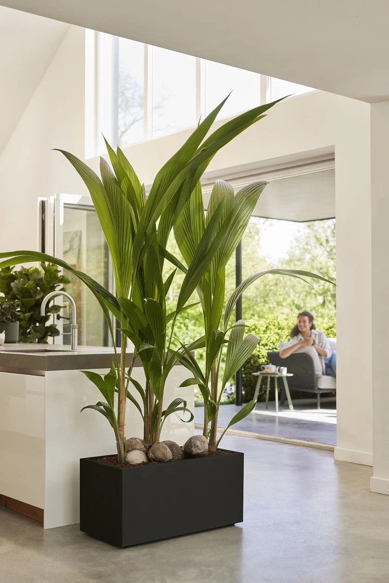 Elho Vivo Next Lang 60 - Bloempot Voor Binnen & Buiten - Ø 59.0 X H 29.2 Cm - Zwart/Living Black - Afbeelding 5