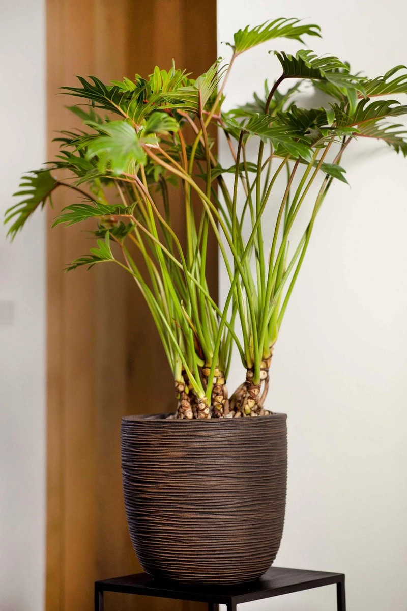 Capi Europe - Bloempot Bol Rib NL - 43x41 - Antraciet - Voor Binnen En Buiten - KOFZ933 - Afbeelding 4