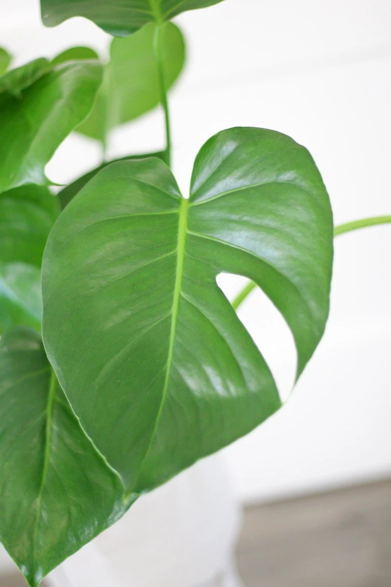 Monstera Deliciosa | Kamerplant | Groene Plant | Gatenplant | Potmaat 17cm | Hoogte 50cm | Geleverd In Kwekerspot - Afbeelding 4