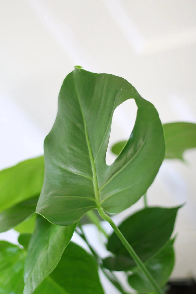 Monstera Deliciosa | Kamerplant | Groene Plant | Gatenplant | Potmaat 17cm | Hoogte 50cm | Geleverd In Kwekerspot - Afbeelding 5