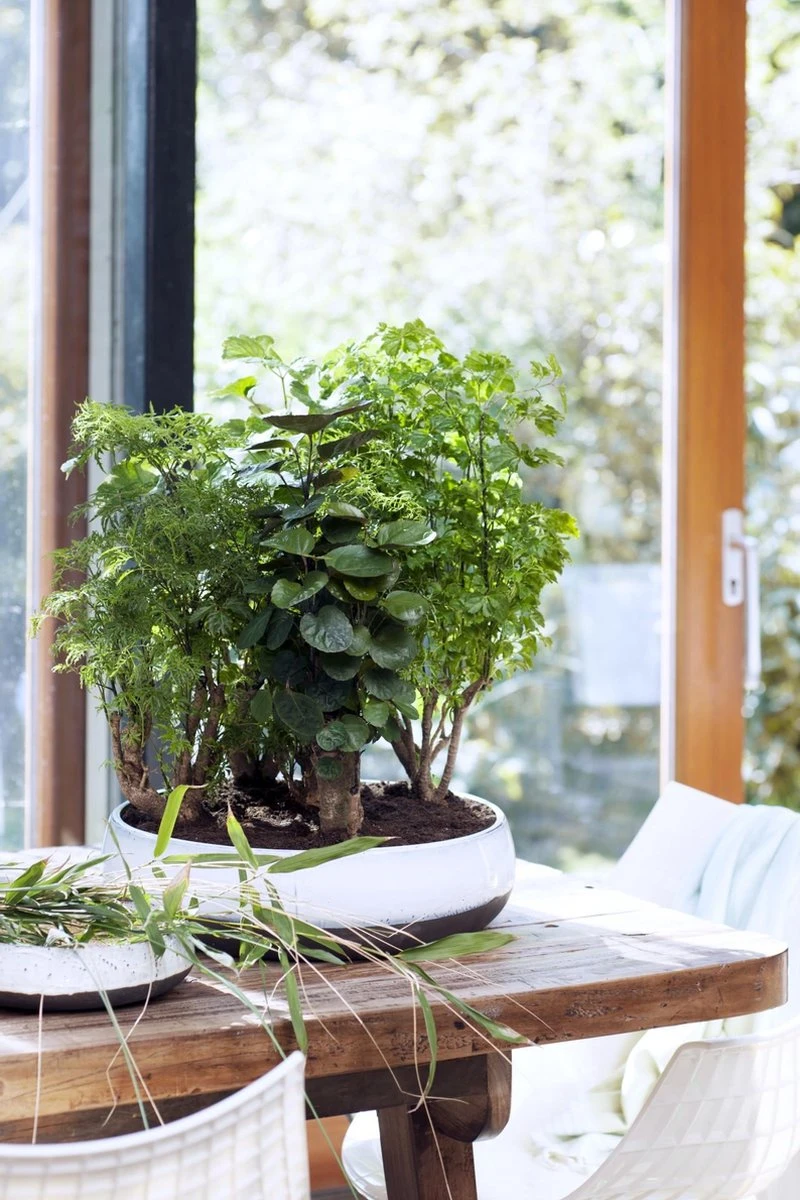 Polyscias 'Fabian Per Stuk | Sterke Tropische Kamerplant In Kwekers Pot ⌀12 Cm - ↕40 Cm - Afbeelding 4