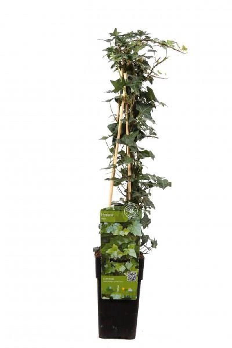 6 X Hedera Helix -Klimop 60-80cm In Pot - Afbeelding 2