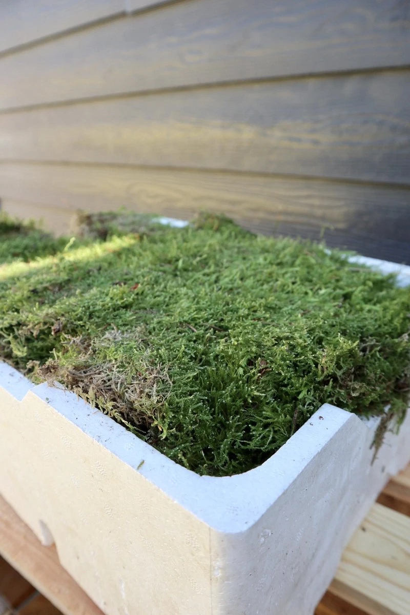 Merkloos 4 Lagen Vers Mos (Platmos) - Leuk Voor Decoratie - In Kist (40x30cm) - Afbeelding 3