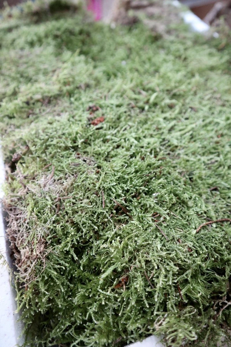 Merkloos 4 Lagen Vers Mos (Platmos) - Leuk Voor Decoratie - In Kist (40x30cm) - Afbeelding 4