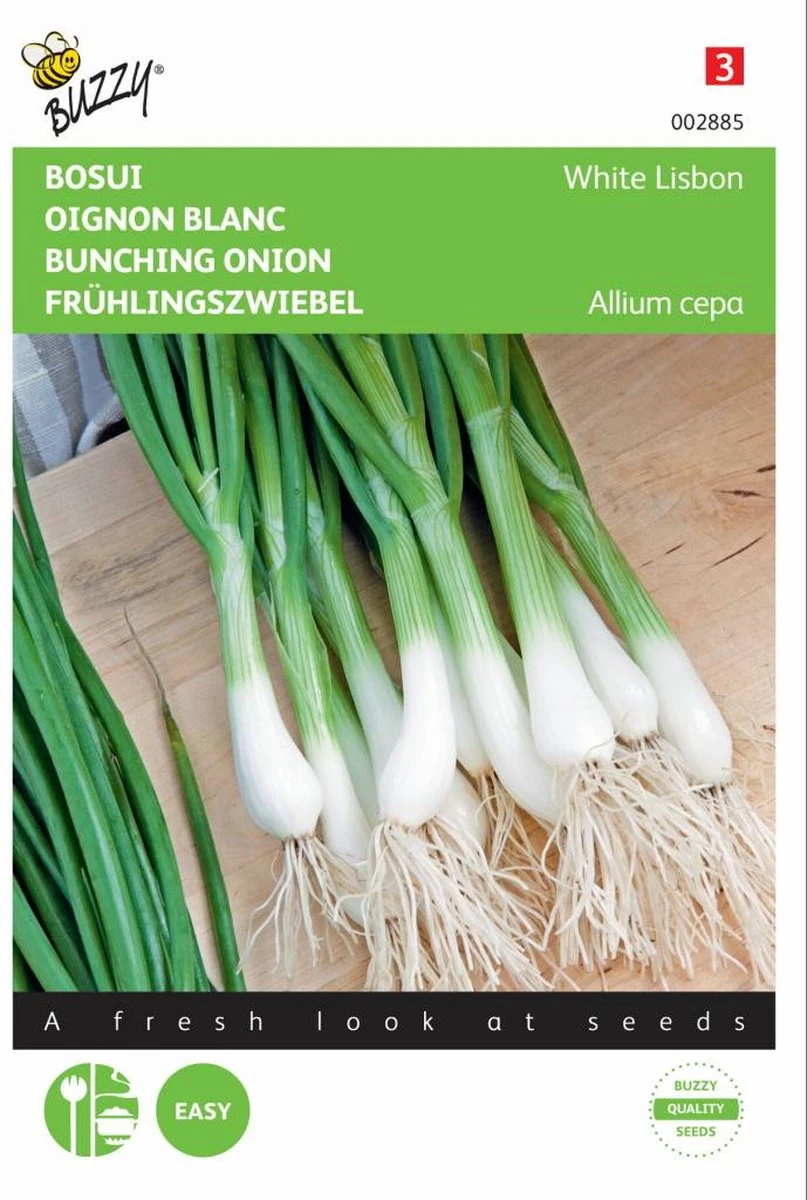 Buzzy Zaden - Bosuien White Lisbon (Allium) - Afbeelding 4