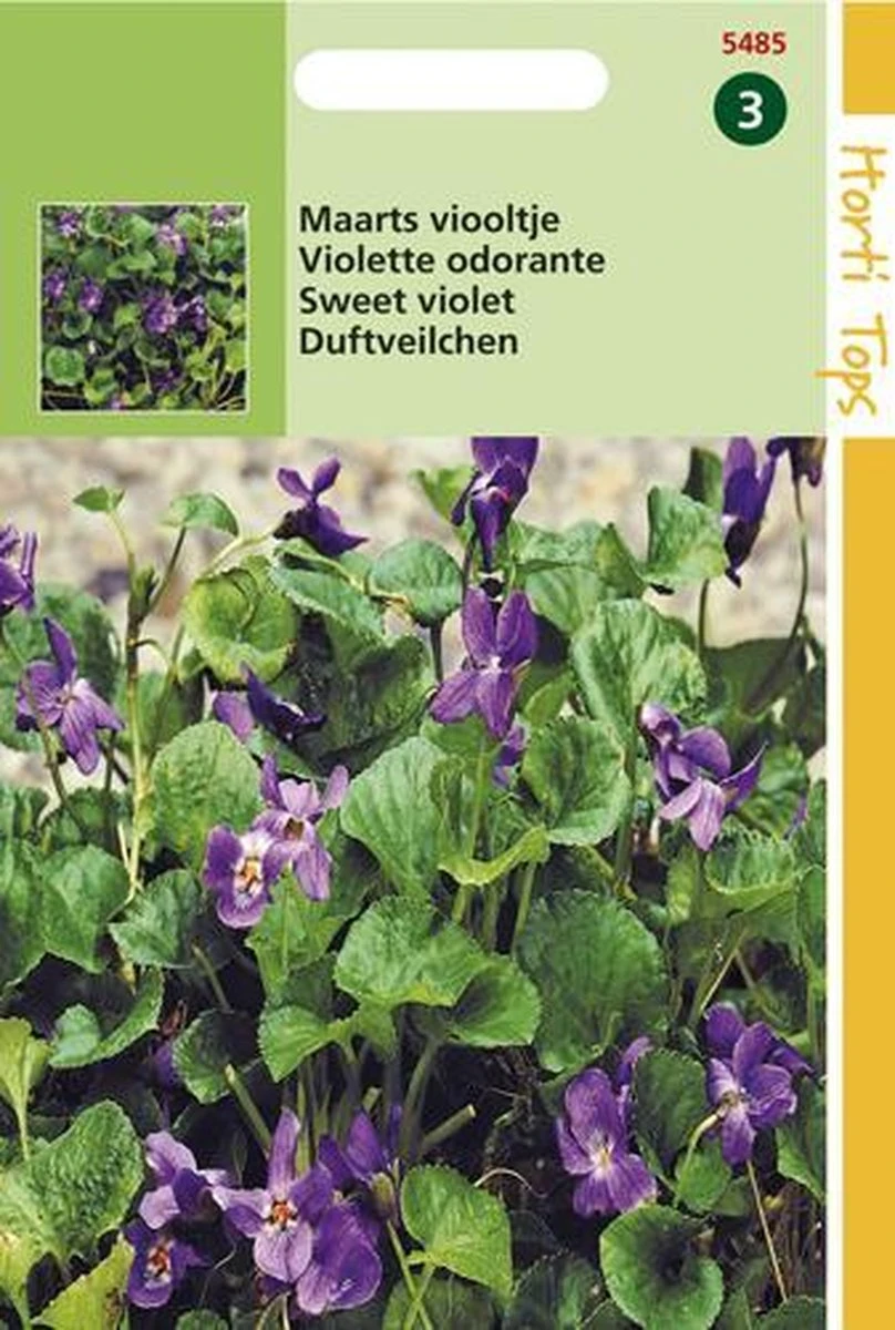 Hortitops Maarts Viooltje Bloemzaad - Viola Odorata - Afbeelding 3