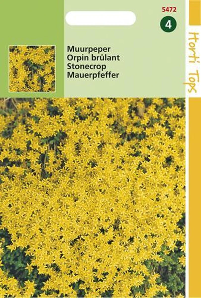 Hortitops Zaden - Muurpeper Bloemzaad - Sedum Acre - Geel - Afbeelding 3