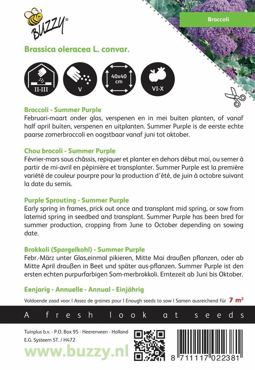 Buzzy® Broccoli Summer Purple - Afbeelding 2