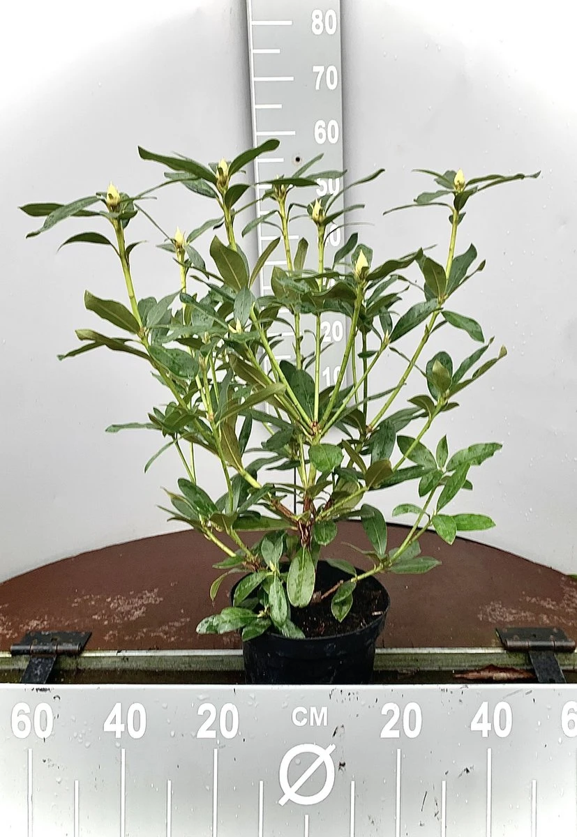 Rhododendron Box - 40 Stuks - Wit - 40/60 Cm Hoog - Incl. 8 Zakken Tuinturf 50L - Rhododendron 'cunningham's White' - - Afbeelding 5