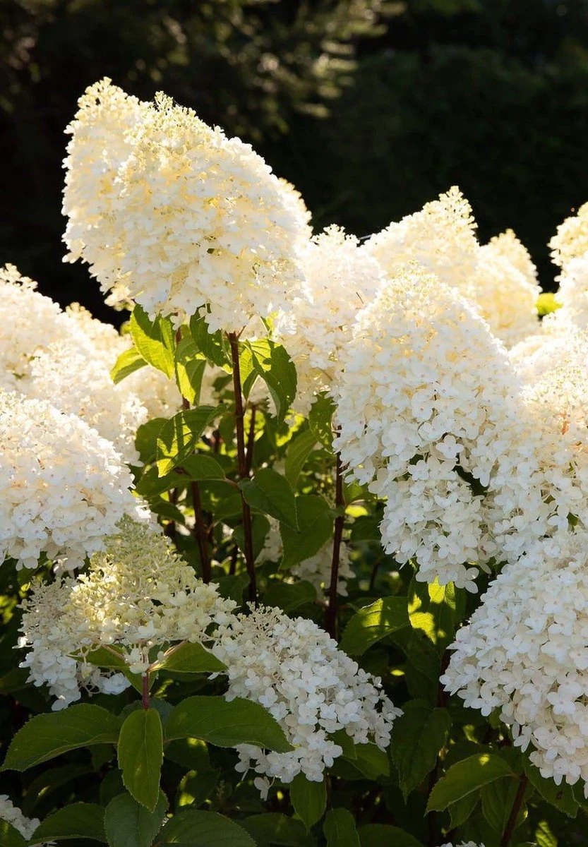 Hydrangea Paniculata Living Sugar Rush® - Afbeelding 2