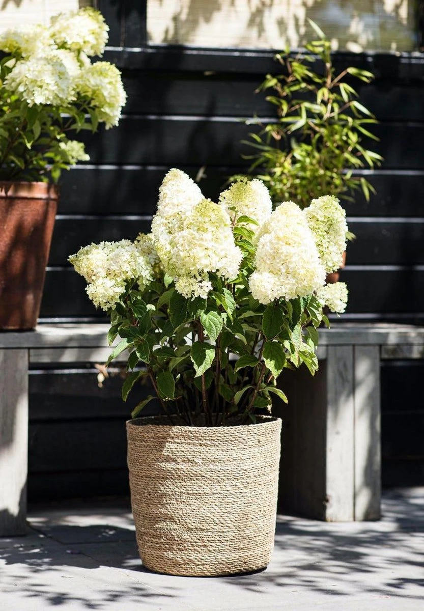 Hydrangea Paniculata Living Sugar Rush® - Afbeelding 4