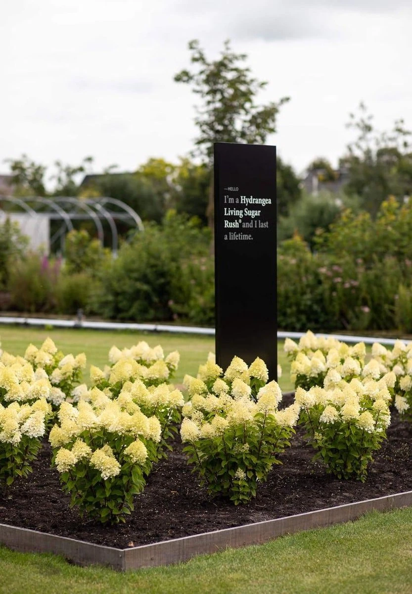 Hydrangea Paniculata Living Sugar Rush® - Afbeelding 5