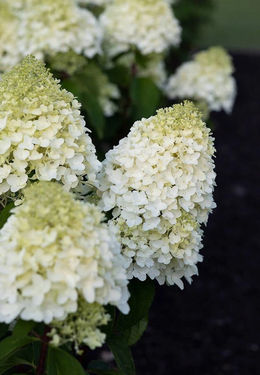 Hydrangea Paniculata Living Sugar Rush® - Afbeelding 7