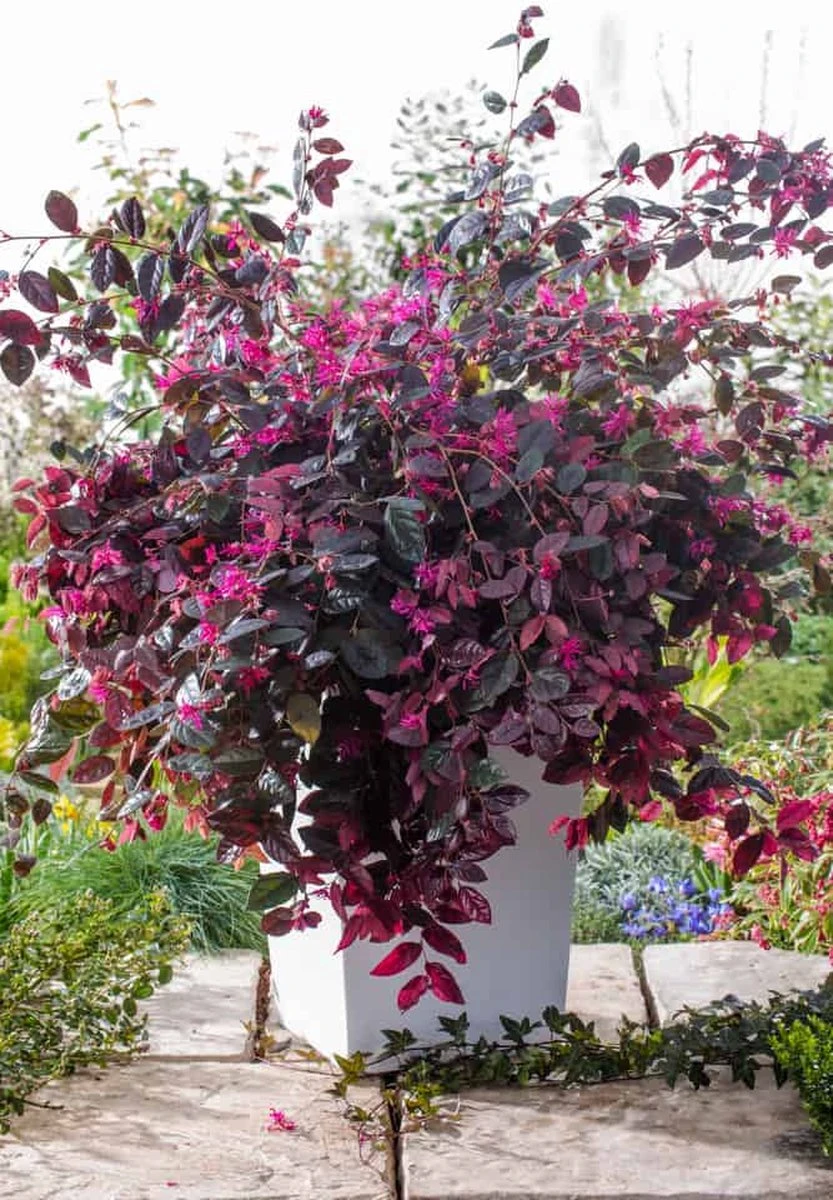 Merkloos 2x Loropetalum Chinense ‘Fire Dance’ – Heksenstruik In C2 Liter Pot Met Planthoogte 20-30cm