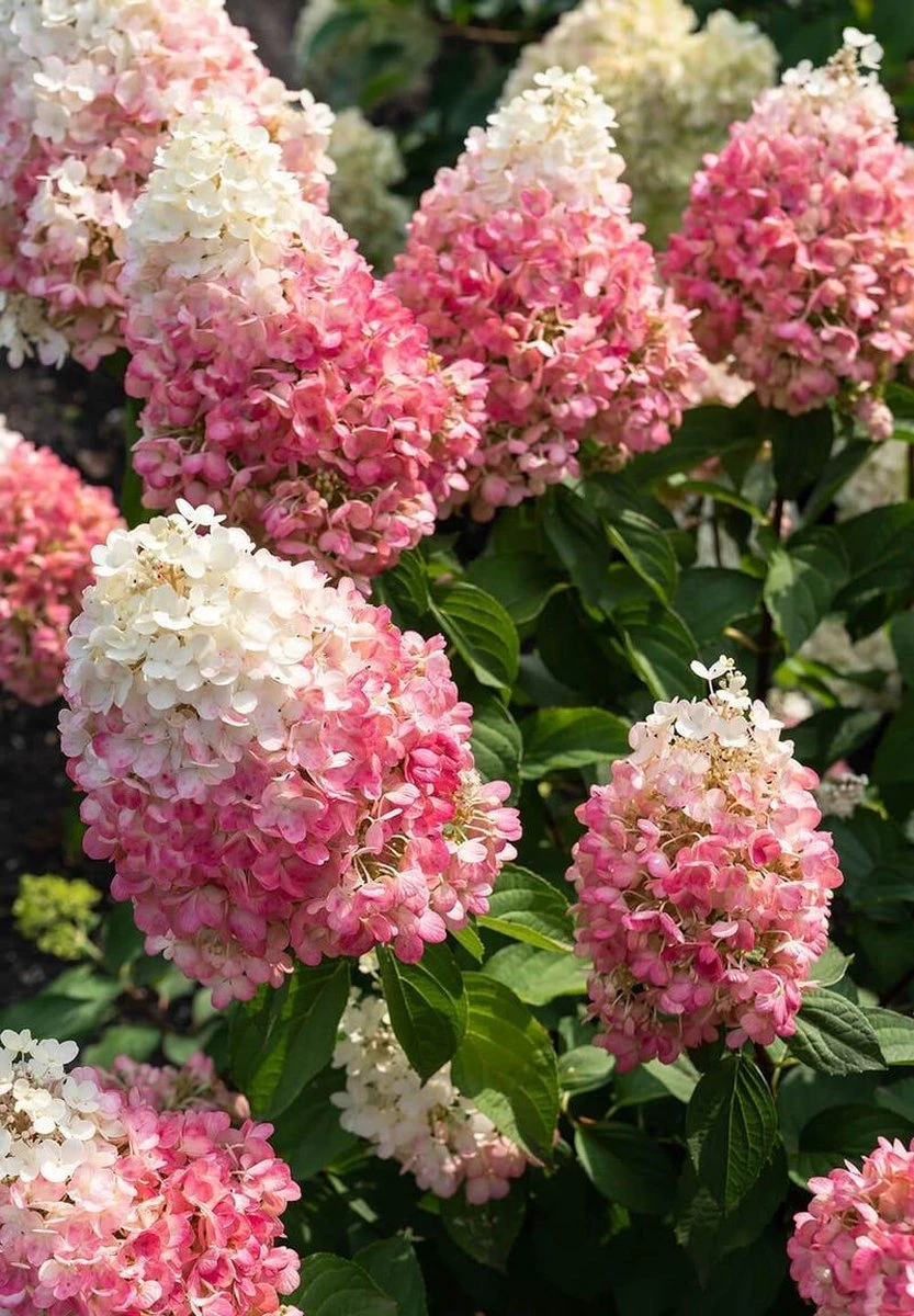 Hydrangea Paniculata Living Pinky Promise®