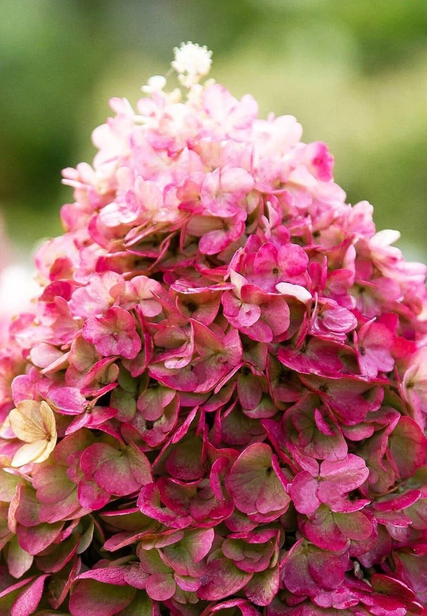 Hydrangea Paniculata Living Pinky Promise® - Afbeelding 3