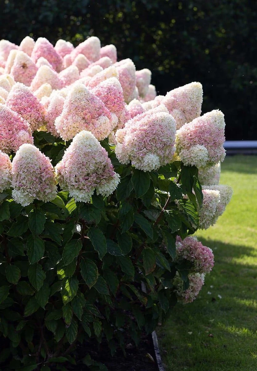 Hydrangea Paniculata Living Summer Love®
