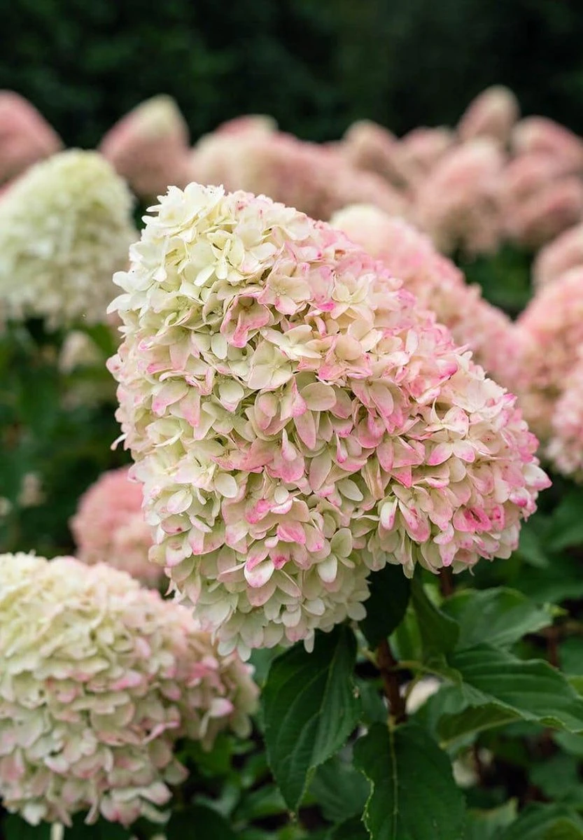 Hydrangea Paniculata Living Summer Love® - Afbeelding 2