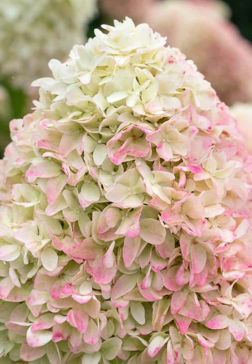 Hydrangea Paniculata Living Summer Love® - Afbeelding 3