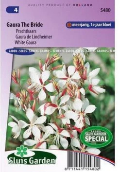 Sluis Garden - Prachtkaars The Bride (Gaura Lindheimeri)