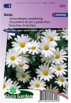 Sluis Garden - Margriet Alaska (Chrysanth)